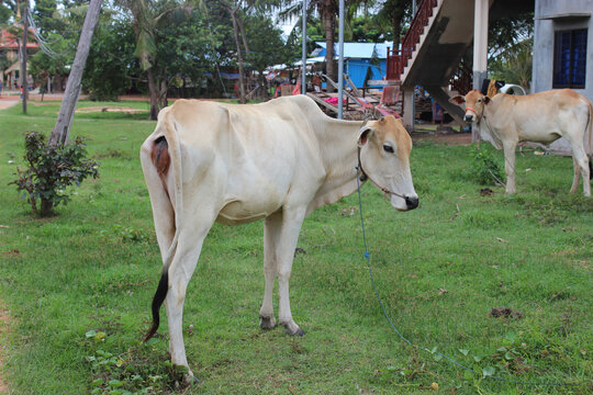 印度白牛