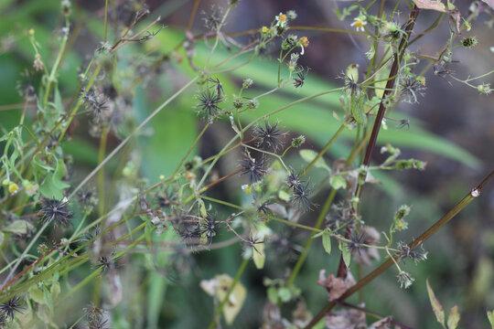 鬼针草