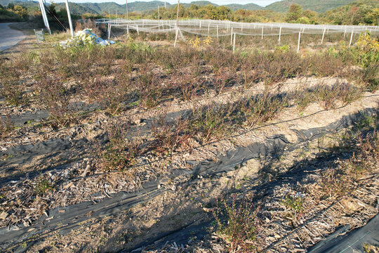 蓝莓种植场地基地