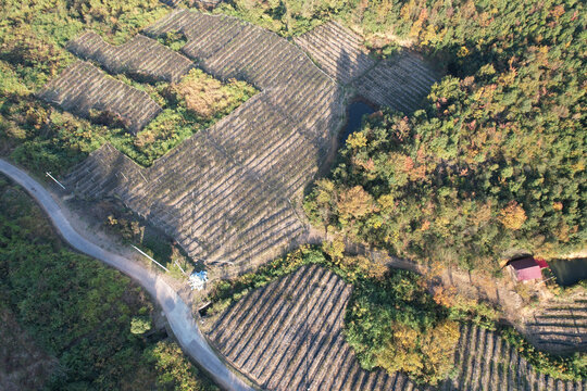 蓝莓种植场地基地