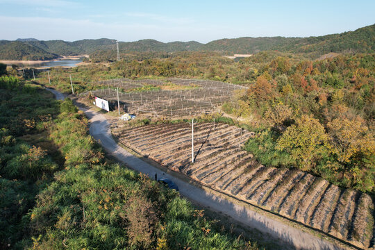 蓝莓种植基地