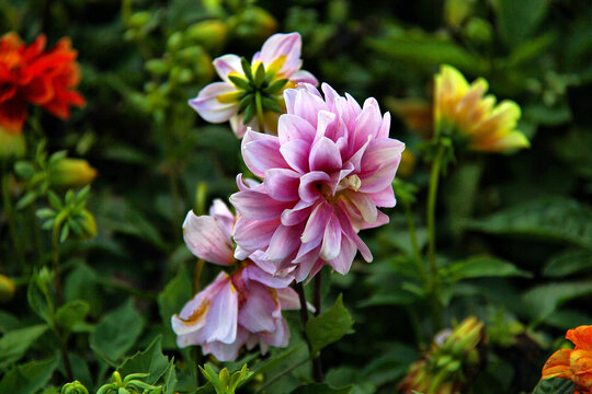 大丽菊花