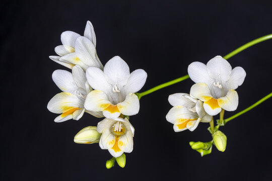 盆栽香雪兰花