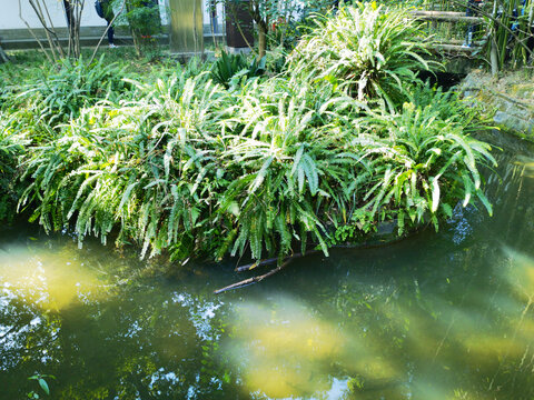 池塘边的翠绿井边栏草