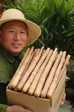 铁棍山药