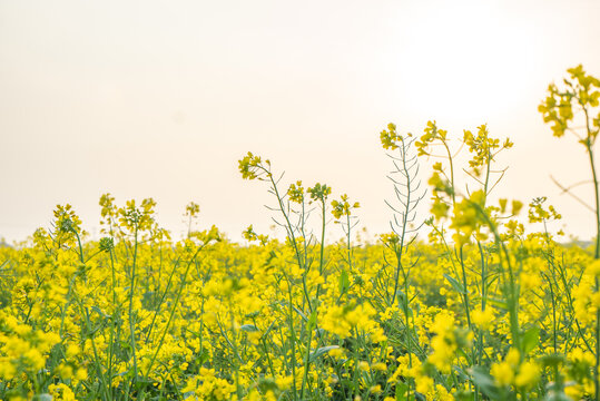 油菜花