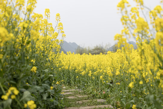 贵州安顺鲍家屯油菜花花开