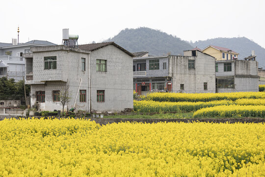 贵州安顺鲍家屯油菜花开