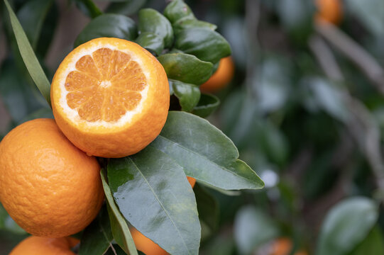 成熟的沃柑橙子橘子特写图