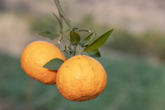 挂在枝头上的几个成熟的沃柑橙子