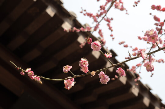 古建筑屋檐下盛开的粉色梅花