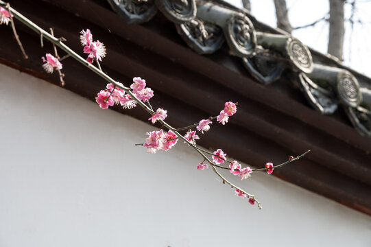 古建筑屋檐前的粉色桃花开了