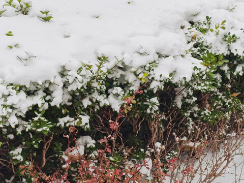 雪