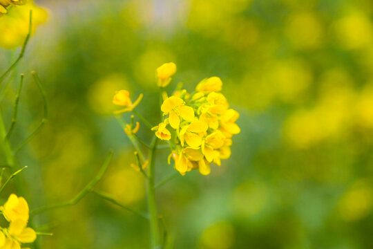 油菜花特写