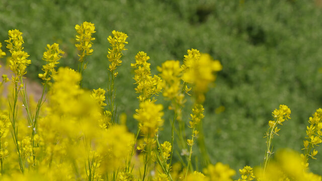 油菜花