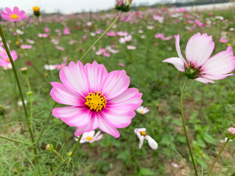 格桑花