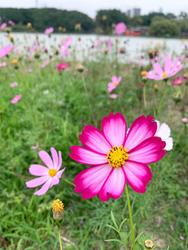 格桑花