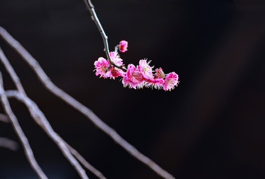 梅花枝条