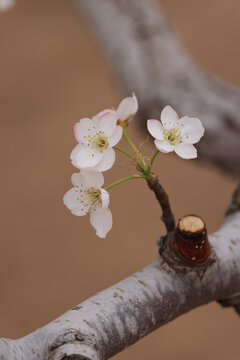 莱阳梨花开