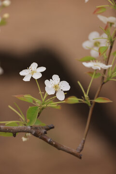 莱阳梨花