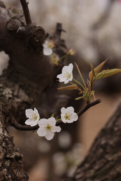 古枝梨花