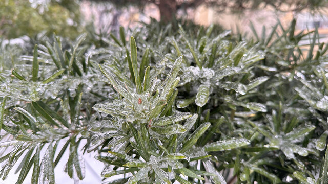 冰冻植物