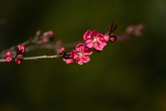 红桃花