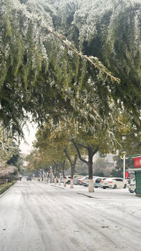 雪天植物