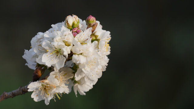 樱桃花开