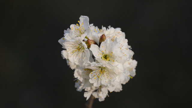 樱桃花开