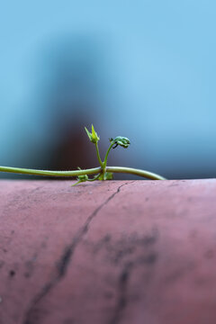 生长的绿色植物