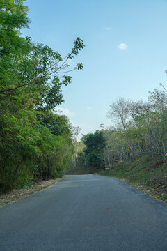 公园里沿着树的空路