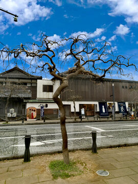 日本鸟取县妖怪乐园街道树枝树干