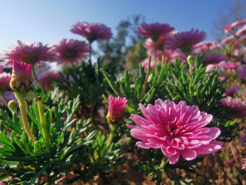 小菊花