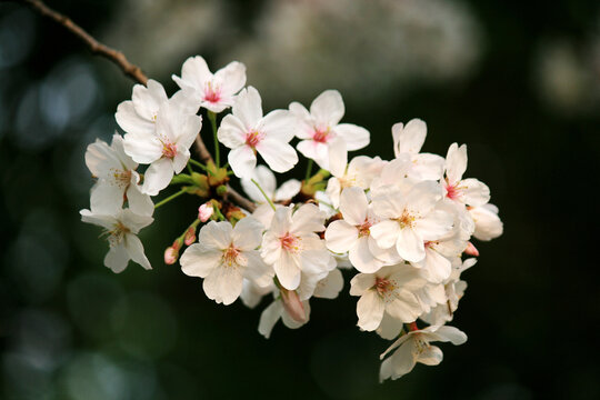 东京樱花