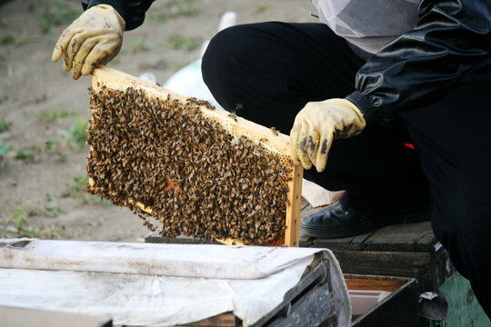 收割蜂蜜