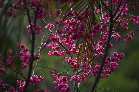 樱花树