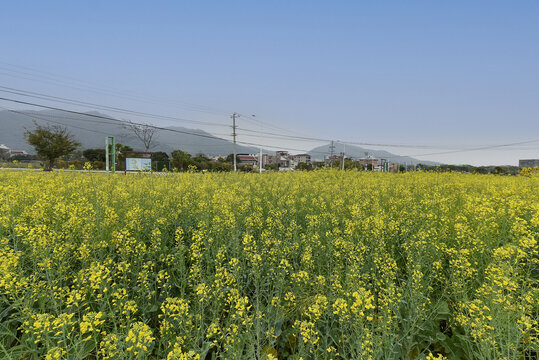 田园油菜花