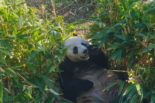 武汉动物园可爱的大熊猫