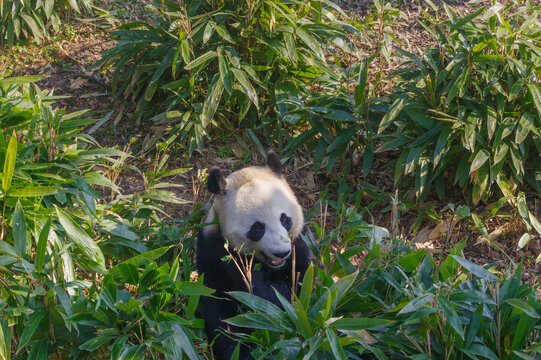 武汉动物园可爱的大熊猫