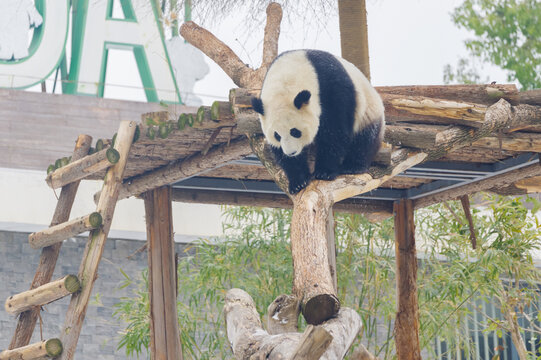 武汉动物园可爱的大熊猫