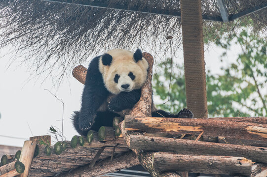 武汉动物园可爱的大熊猫