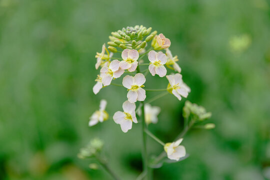 彩色油菜花