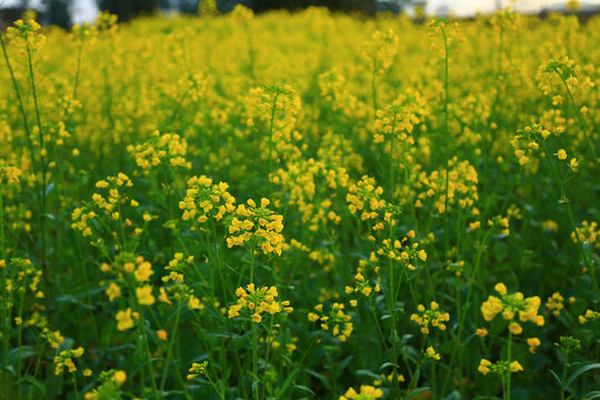 油菜花