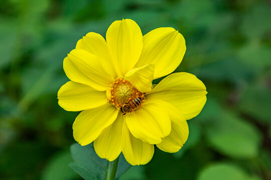 大丽花蜜蜂采蜜