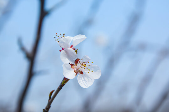 山桃花