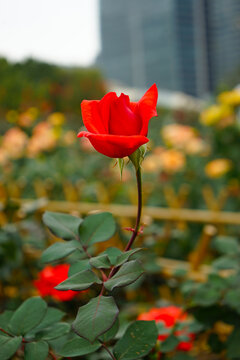 花城广场红色月季花