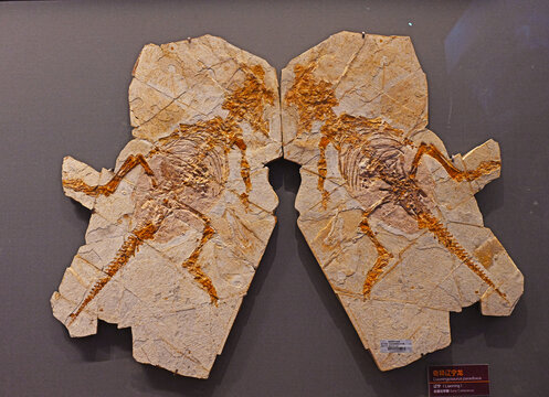 天津海洋博物馆奇异辽宁龙化石