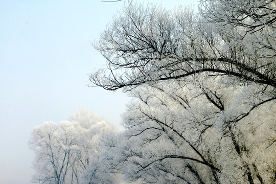 雪松