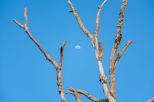 树枝背后的月亮